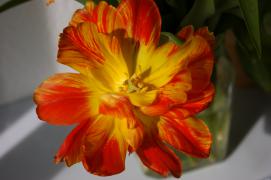 DSC01541.JPG
