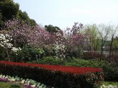 DSCF0085.JPG