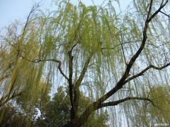 DSCF0100.JPG