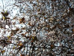 DSCF0160.JPG