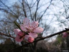 DSCF0165.JPG