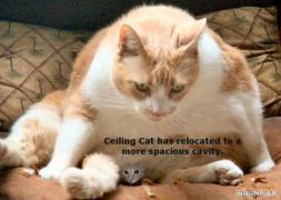 CeilingCatMoved.jpg