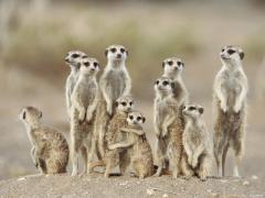 suricate_1600.jpg