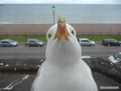 interested_seagull.jpg