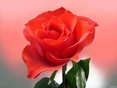rrr_rose_1600.jpg