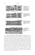 Skeletal_muscle_regeneration_001_8_opt.png