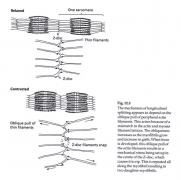 The_mechanism_of_longitudinal_myofibril_splitting.png