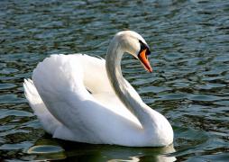 DSC08556 - копия 1024x768.JPG