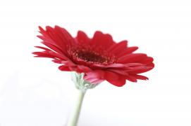DSC08423.JPG