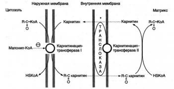 L-carnitine-dependent fatty acids pathway.jpg