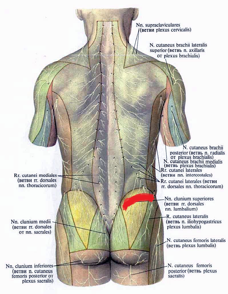 Части поясницы. Иннервация кожи спины схема. Иннервация кожи туловища анатомия. Иннервация кожи спины анатомия. Позвоночник иннервация мышц.