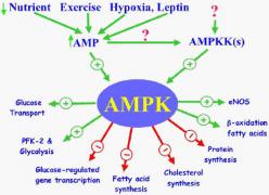 ampk-charts.jpg