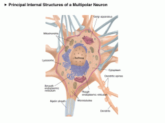 Motor_neuron_internal.gif