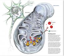 Motor_neuron_feat_mitochondria.jpg