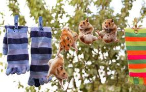 Funnysocks.jpg