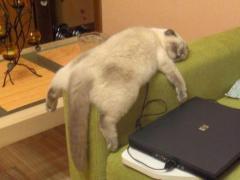 кот4.jpg