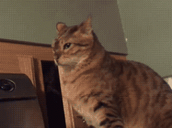 daily-morning-awesomeness-40-photos-4041.gif