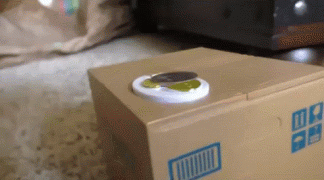 гифки-кот-животные-копилка-2981913.gif