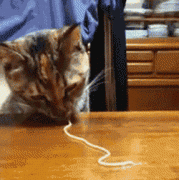 1457351896150350149.gif