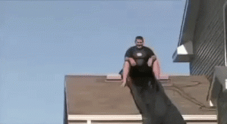 1459272530189168021.gif