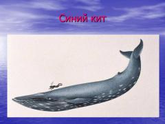 0012-012-Sinij-kit.jpg