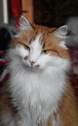 kote_by_paulettos-d5rcqnv.jpg