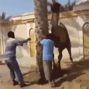 dumb_things_that_will_make_you_facepalm_18.gif