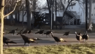 1488644893252357583.gif