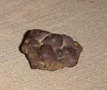 220px-Coprolithe_Ijenda_Burundi.jpg