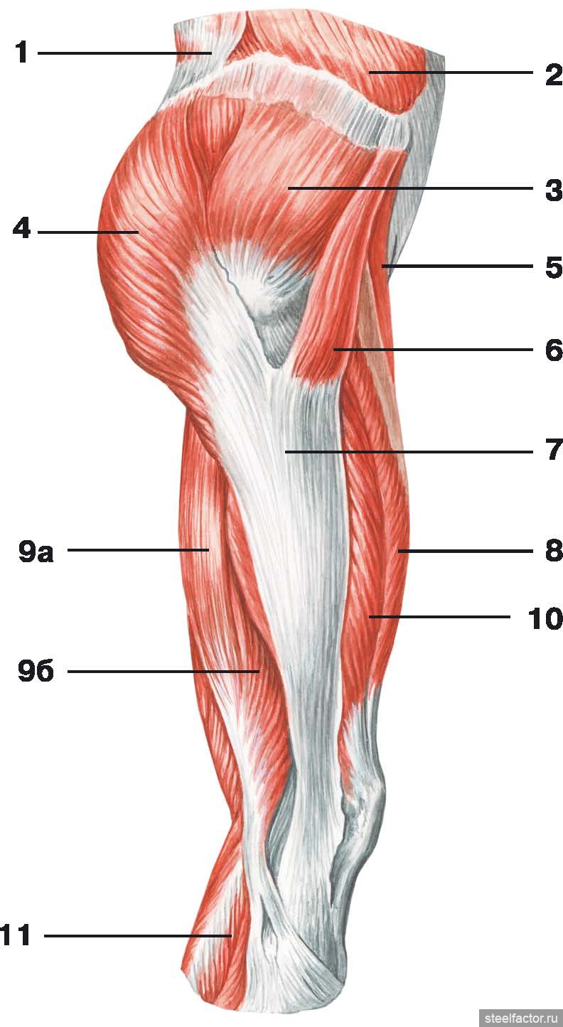 Бедро часть тела человека. Ягодичные мышцы бедра анатомия. Широкая фасция бедра средняя ягодичная. Мышцы бедра (средняя треть наружной поверхности бедра);. Ягодичные мышцы анатомия строение.