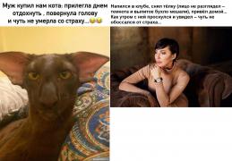 Кот и телка.jpg