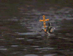песочница-гифки-ящерица-раскаивание-91246.gif