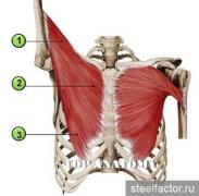 Pecs-and-Chest_post-38132-0-06136600-1459268650.jpg