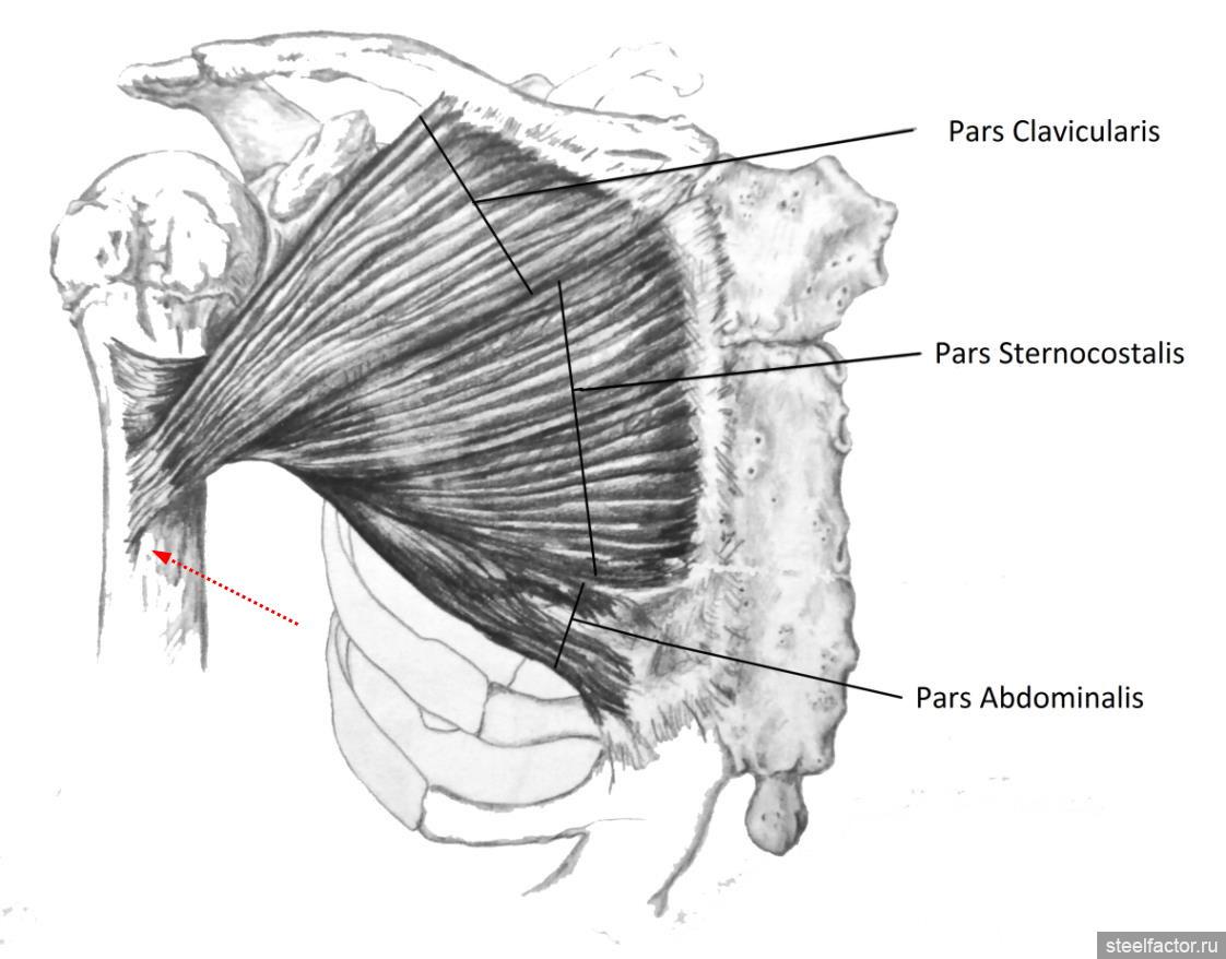 Большая грудная мышца. Ключичная часть большой грудной мышцы. Отрыв сухожилия большой грудной мышцы. Ключичный пучок грудной мышцы. Надрыв сухожилия грудной мышцы.