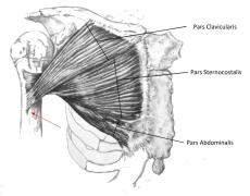сухожилие грудной 1.jpg