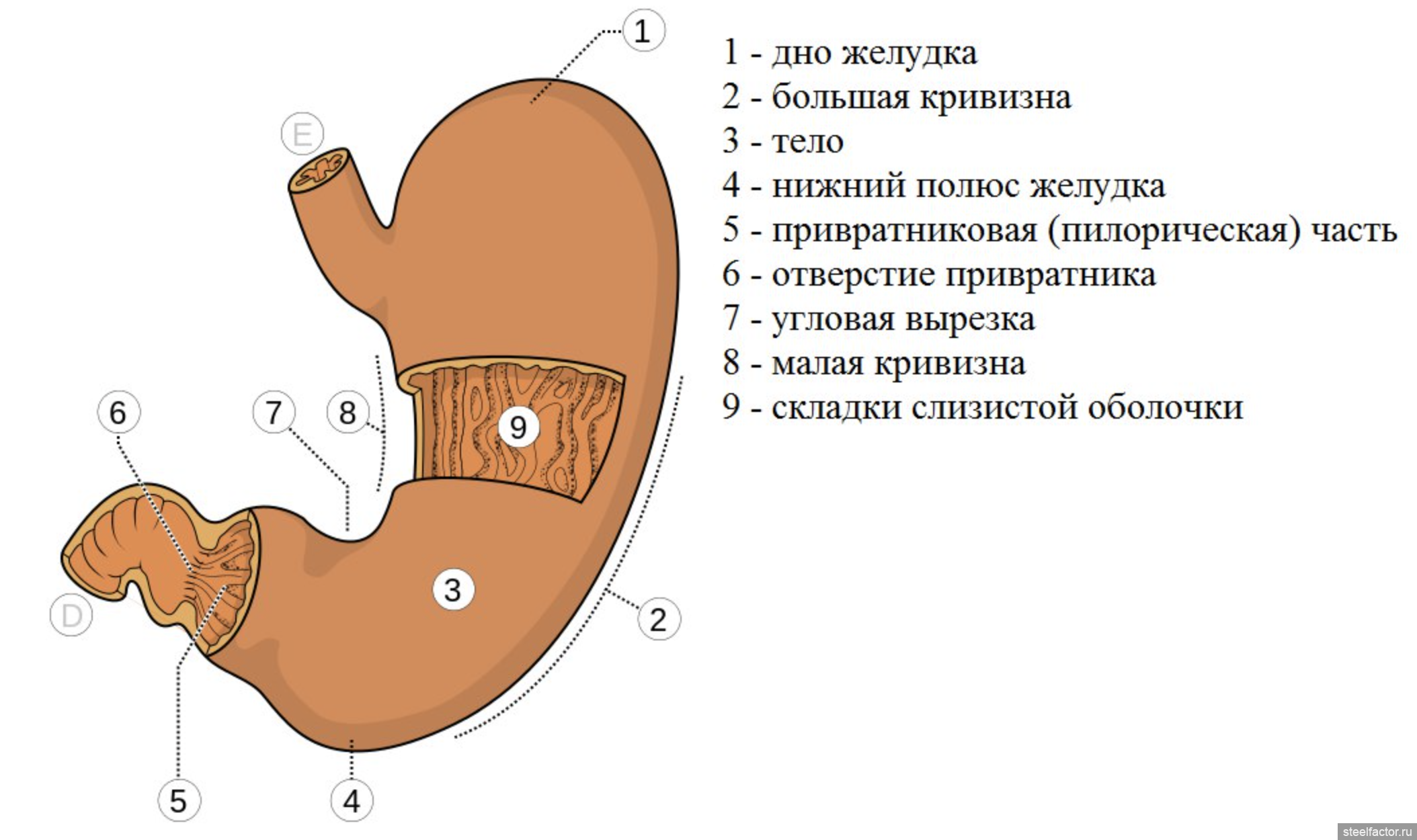 Кривизны желудка анатомия. Малая кривизна желудка. Большая и малая кривизна желудка. Отделы желудка рисунок.