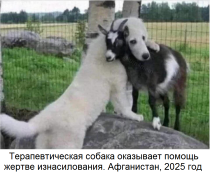 приколы-для-даунов-поддержка-собака-8835180.png
