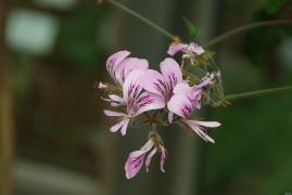 IMGP0522.JPG