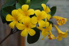 IMGP0520.JPG