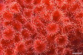21_04_2009_0228313001240264551_paul_nicklen.jpg