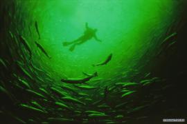 21_04_2009_0247085001240264551_paul_nicklen.jpg