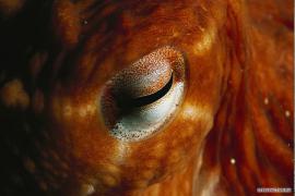 21_04_2009_0248316001240264551_paul_nicklen.jpg