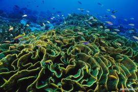21_04_2009_0255243001240264551_paul_nicklen.jpg