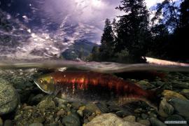 21_04_2009_0268524001240264551_paul_nicklen.jpg