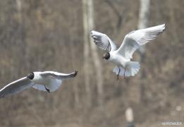 IMG_42к85.jpg