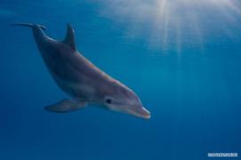 1270667505_dolphint.jpg