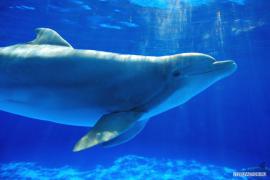 1270667506_dolphinv.jpg