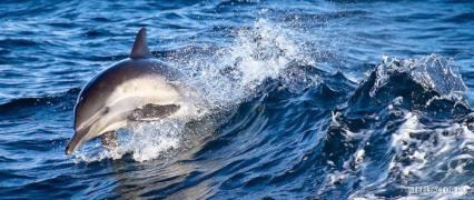 1270667506_dolphio6.jpg