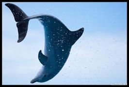 1270667506_dolphioa.jpg
