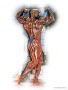 flex_wheeler_258.jpg